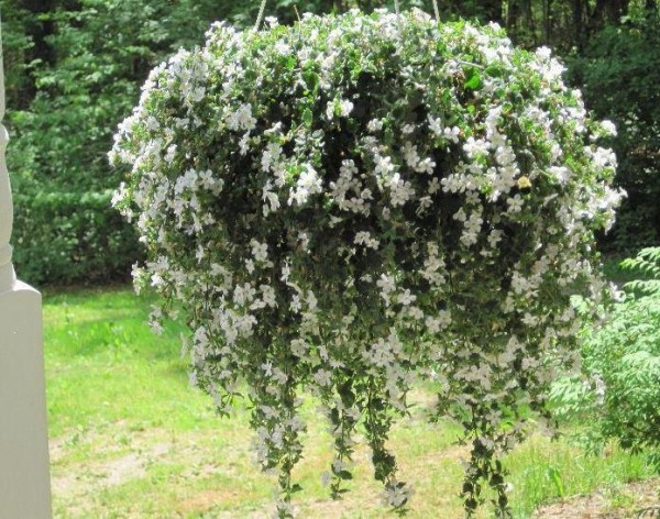 Бакопа Бакопа