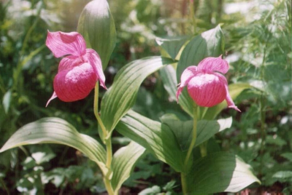 Башмачок крупноцветковый