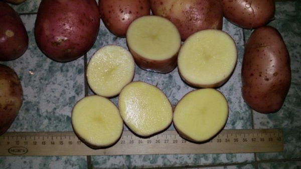 Картофель