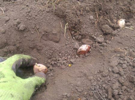 Основные правила посадки чеснока под зиму.