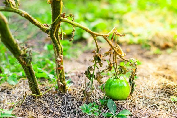 10 опасных болезней томатов