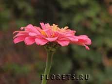 Цинния