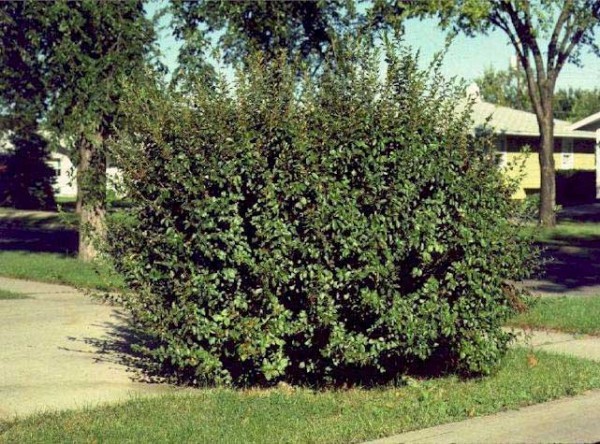 Арония черноплодная