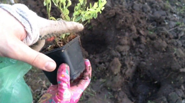 Бересклет Форчуна Эмеральд Гаити