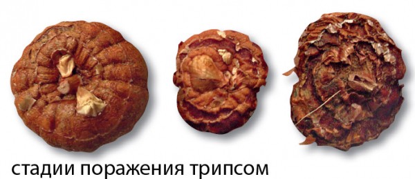 Болезни гладиолусов