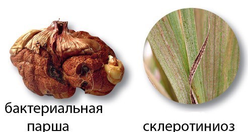 Болезни гладиолусов