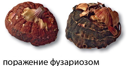 Болезни гладиолусов