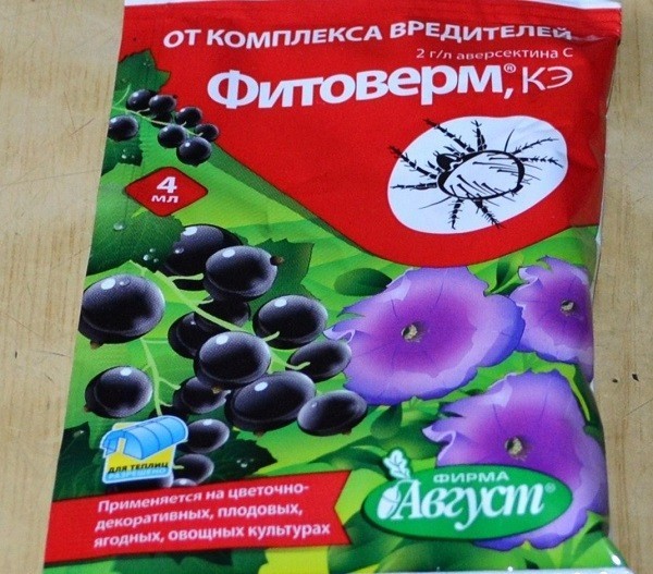 Болезни голубики Болезни голубики