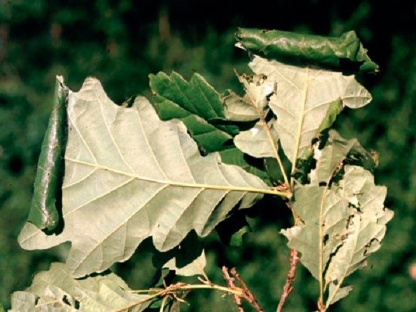 Болезни и вредители дуба