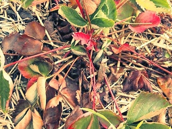 Болезни клубники