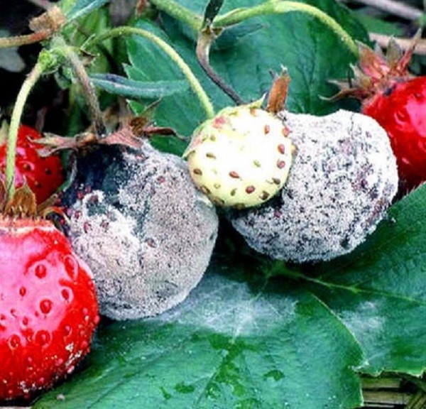 Болезни клубники