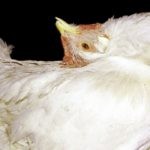 Болезни кур Болезни кур
