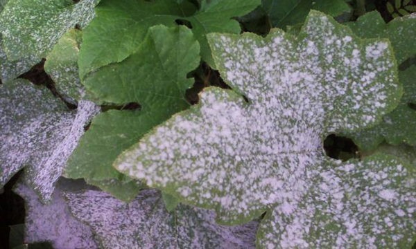 Болезни малины Болезни малины