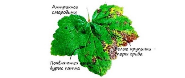 Болезни смородины Болезни смородины