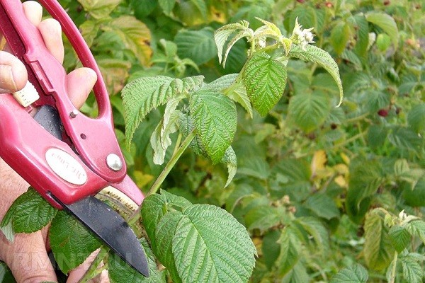 Борьба с паутинными клещами на малине