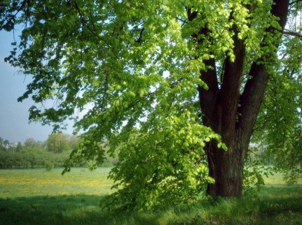 Дерево липа Дерево липа
