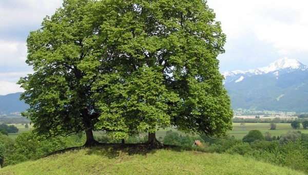 Дерево липа Дерево липа
