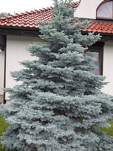 Ель Misty Blue Ель Misty Blue