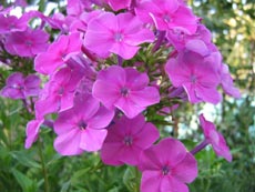 Флоксы