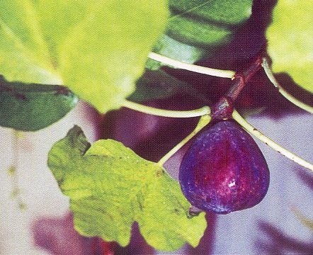 Фикусы - виды и фото