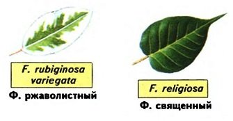 Фикусы - виды и фото