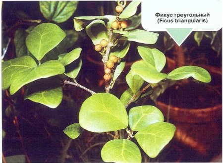 Фикусы - виды и фото