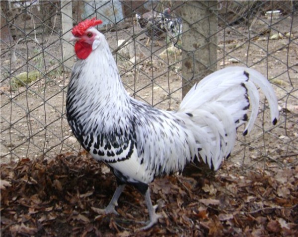 Гамбургские куры Гамбургские куры