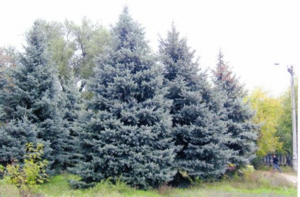 Голубая ель
