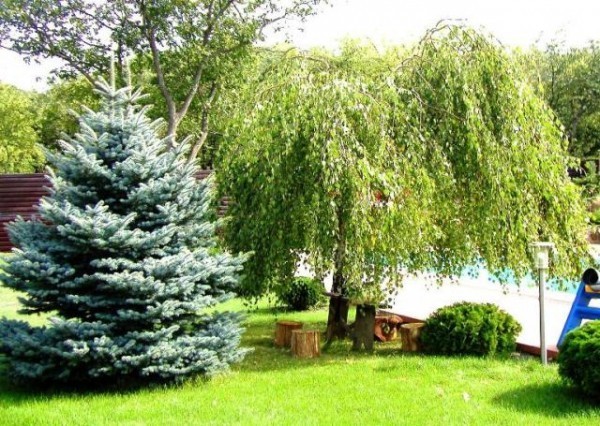 Голубая ель