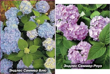 Гортензия Гортензия