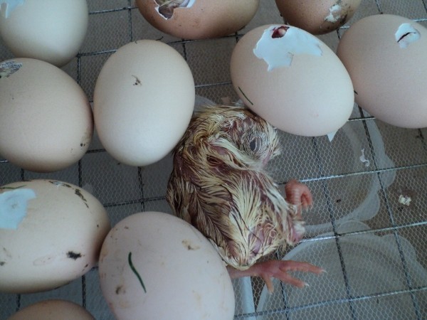 Сколько вылупляются яйца в инкубаторе. Индюшка высиживает гусиные яйца.. Проклев цыплят в инкубаторе. Вылупившиеся цыплята. Куриные яйца в инкубаторе.
