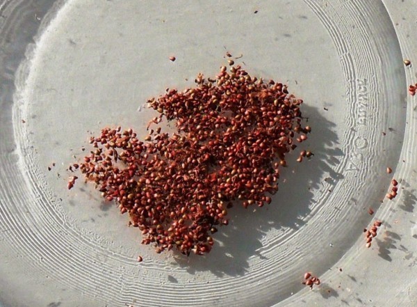 Клубника из семян