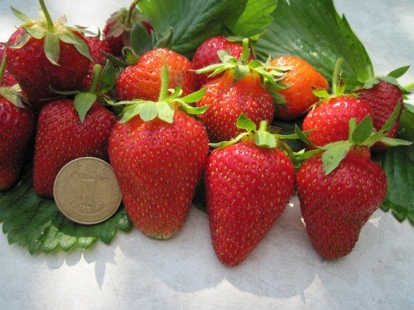 Клубника садовая Мея