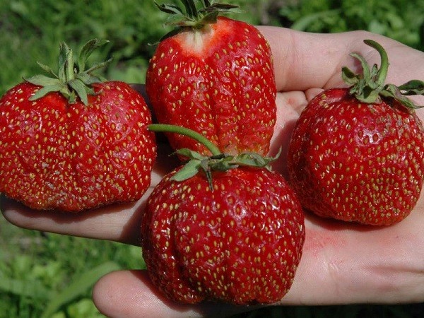 Клубника сорта Фестивальная Клубника сорта Фестивальная