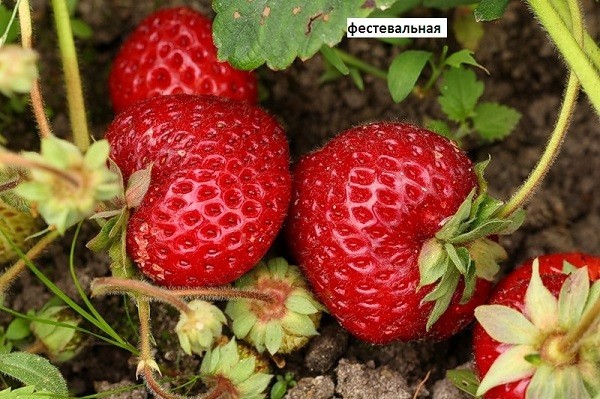 Клубника сорта Фестивальная Клубника сорта Фестивальная