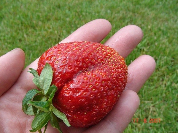 Клубника сорта Гигантела