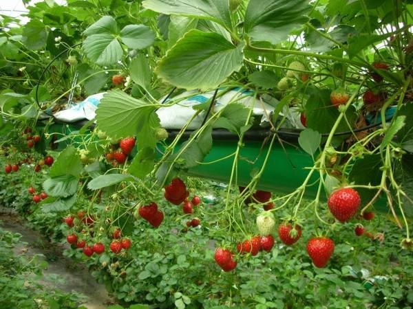 Клубника сорта Мара де Буа Клубника сорта Мара де Буа