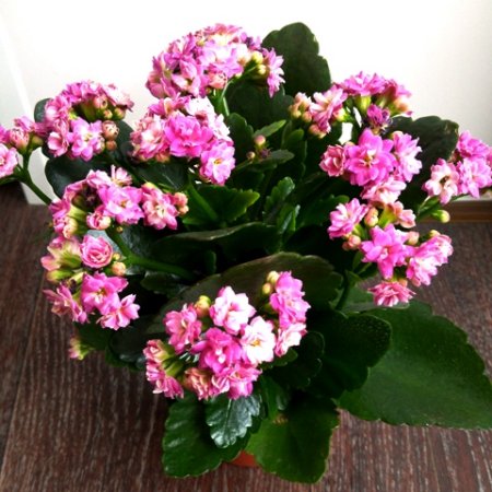 Комнатные цветы