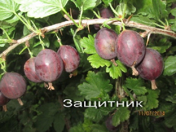 Крыжовник с крупными плодами Крыжовник с крупными плодами