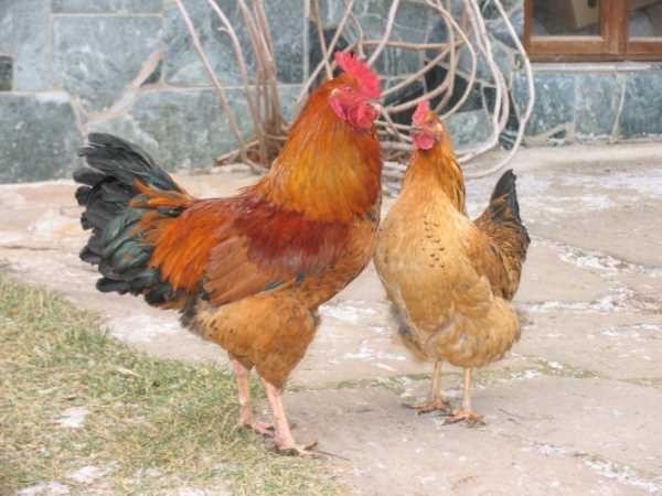 Куры Кучинская юбилейная
