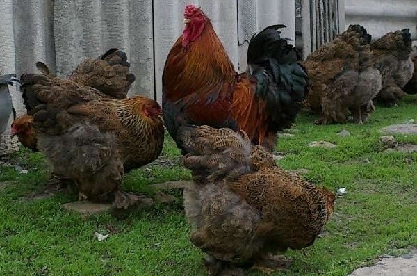 Куры породы Брама
