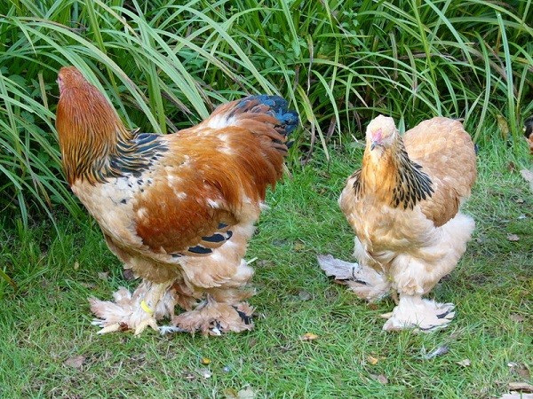 Куры породы Брама