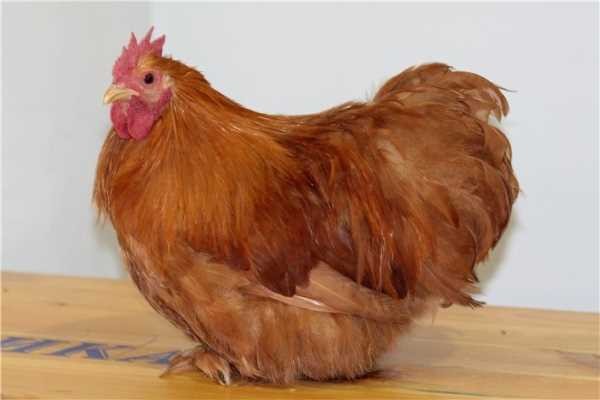 Куры породы Кохинхин