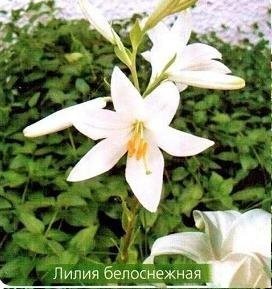Лилии - описание, классификация сортов Лилии - описание, классификация сортов