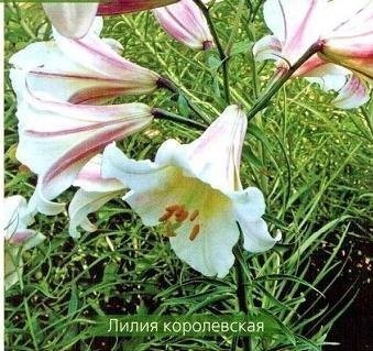 Лилии - описание, классификация сортов Лилии - описание, классификация сортов