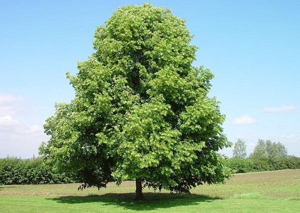 Липа мелколистная