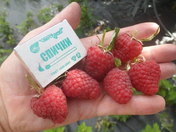 Лучшие сорта малины