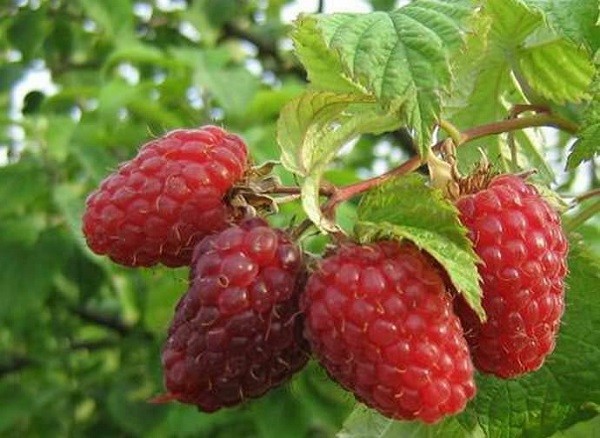 Лучшие сорта малины