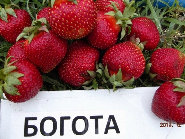 Обзор клубники сорта Богота