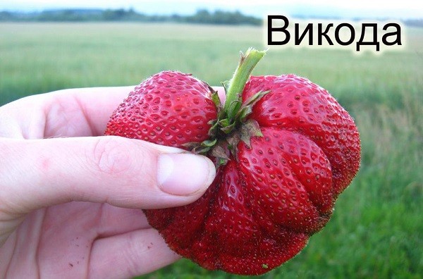 Обзор клубники сорта Викода